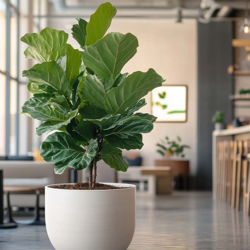 Large indoor plant in a house