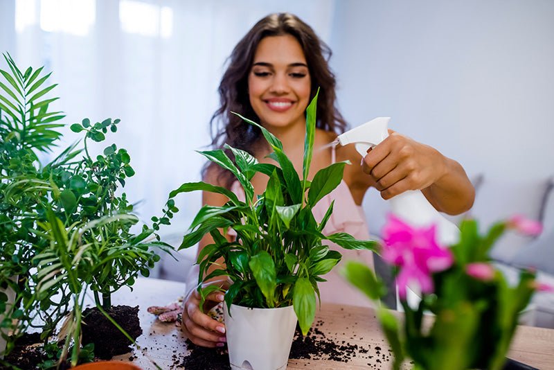 Cheap House Plants Saver Bundles - Tropical Plants UK
