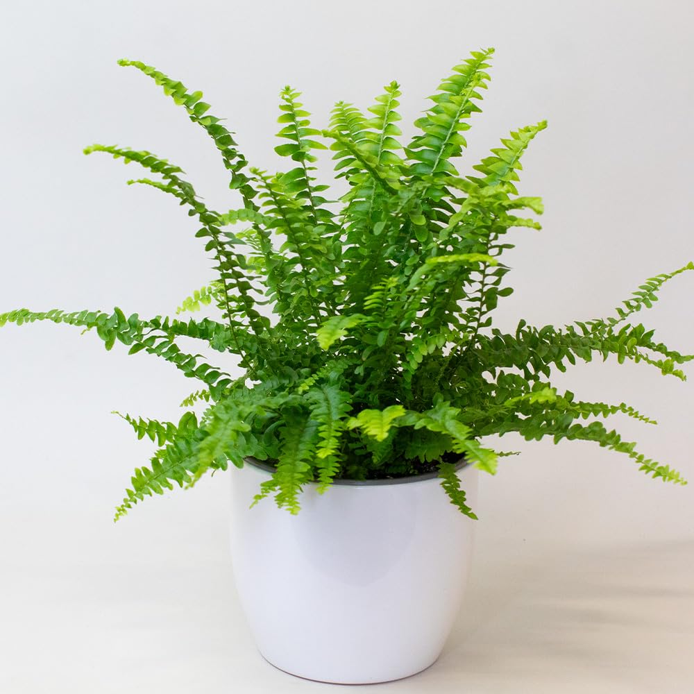 Air Purifier House Plants Potted fern plant on a white background