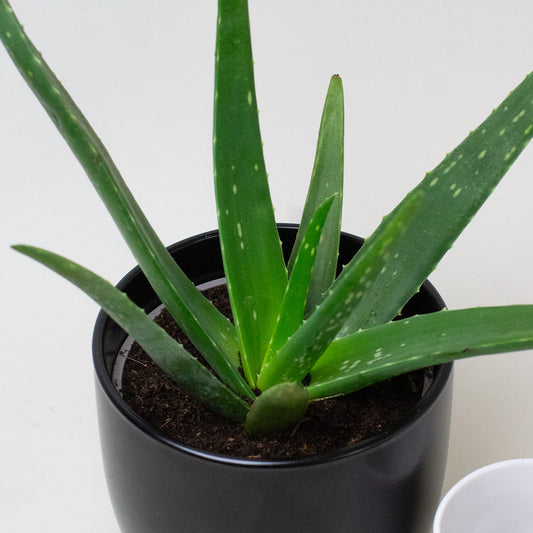 Live Aloe Vera Plant in pot showing leaf shape and growth.