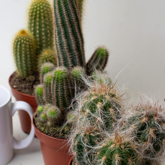 Collection of potted Cactus Plants on a white surface with a blurred background