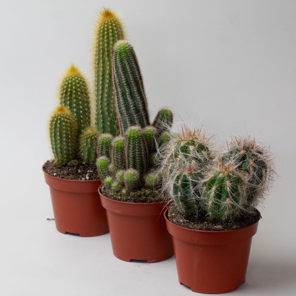 Three potted Cactus Plants on a white background