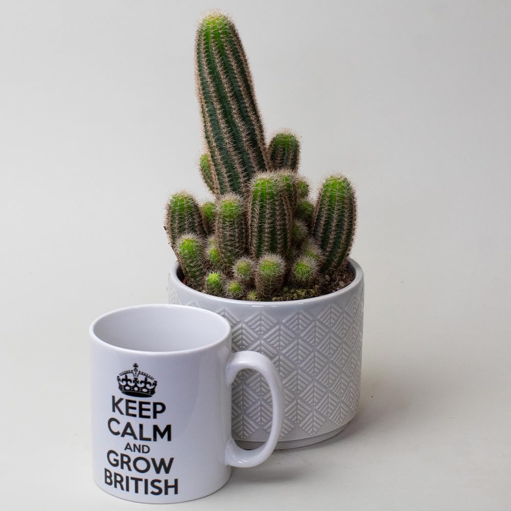 Cactus Plants in a pot with a mug labeled 'Keep Calm and Grow British' on a light background