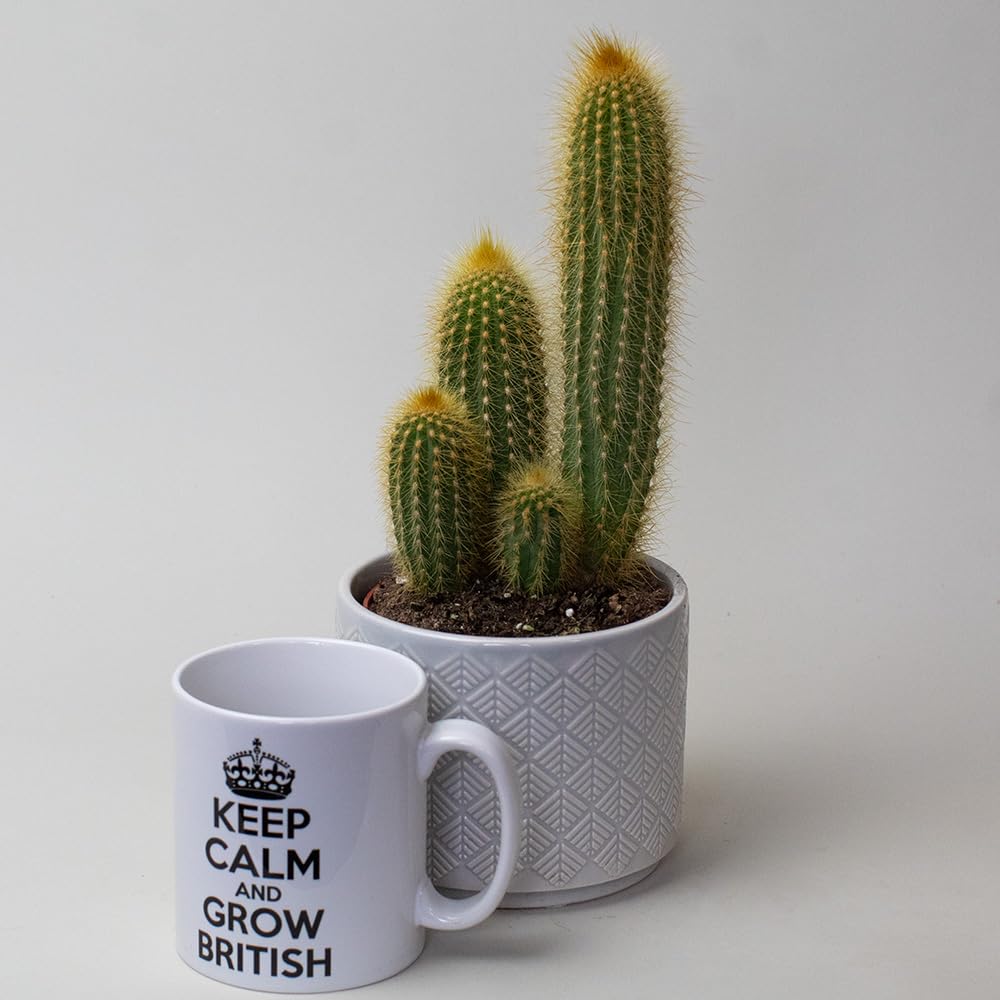 Cactus plant in a textured pot next to a white mug with text on a light gray background