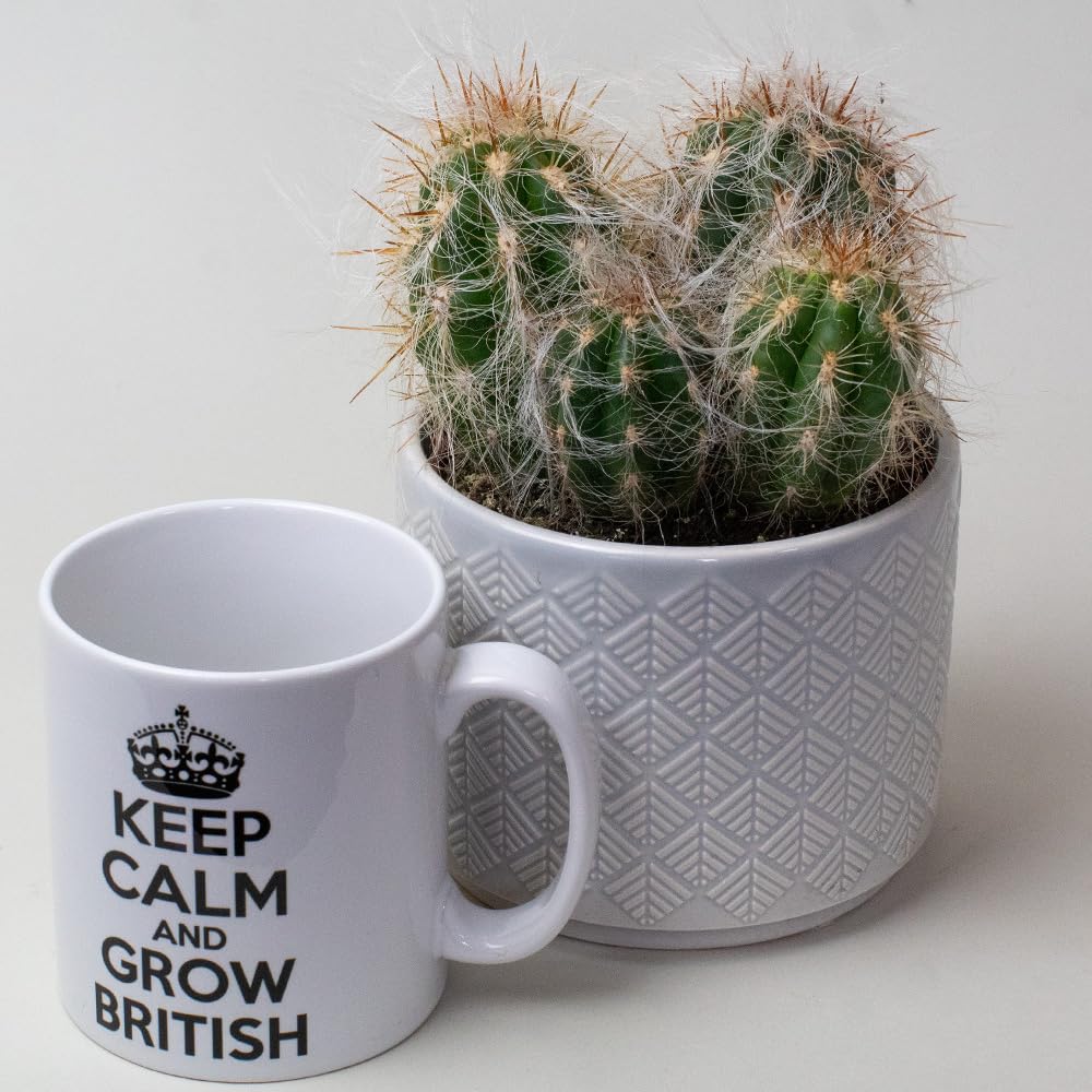 Cactus Plants in a pot next to a mug with 'Keep Calm and Grow British' text on a white background