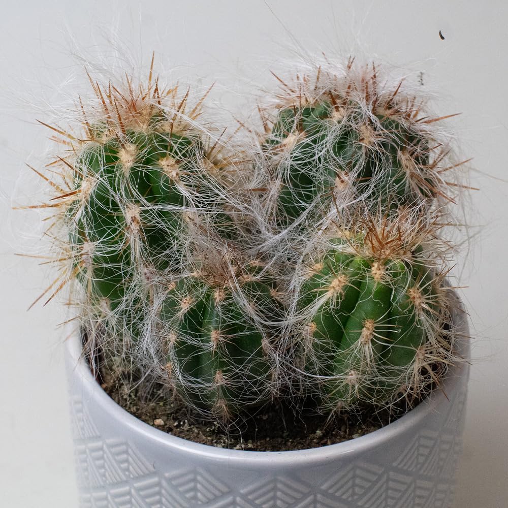 Cactus Plants with white strings in a pot on a light background