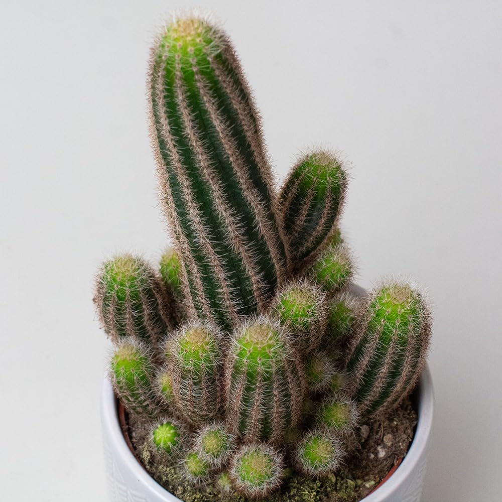 Potted cactus plants on a plain background