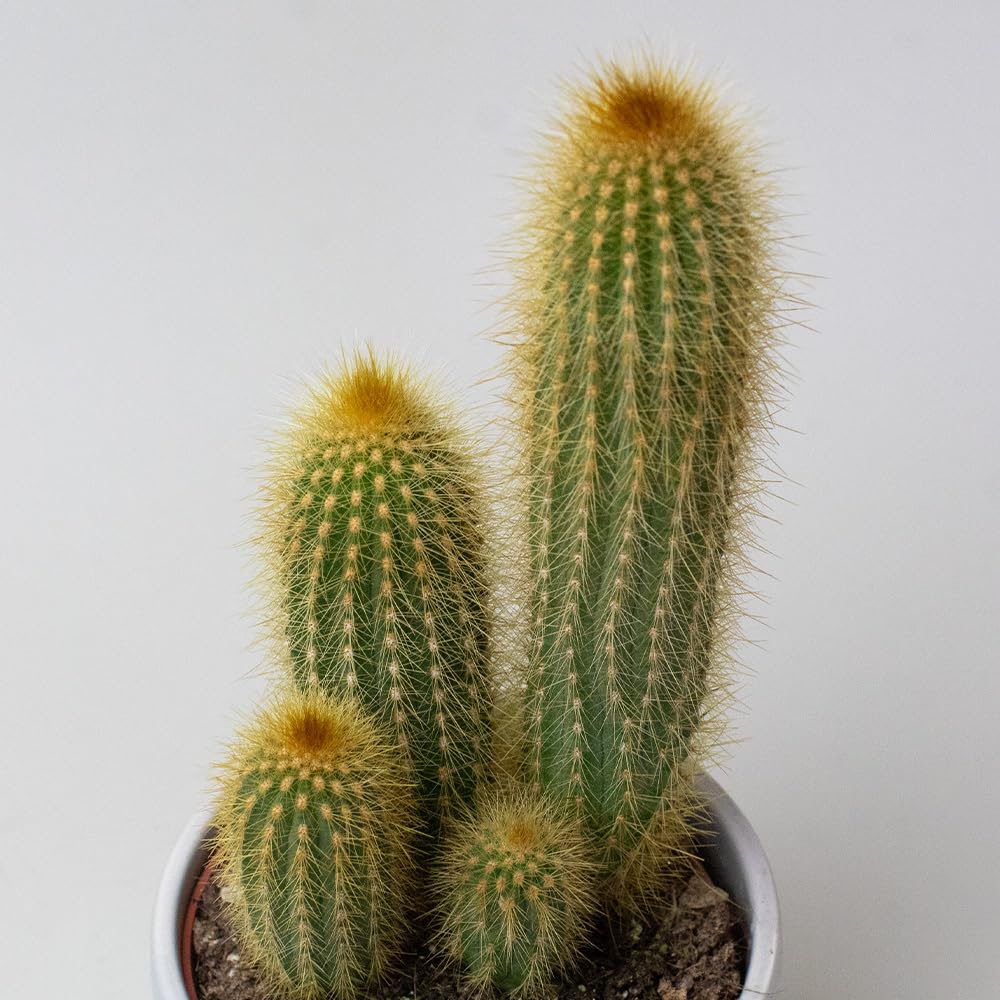Potted cactus plants with a plain background