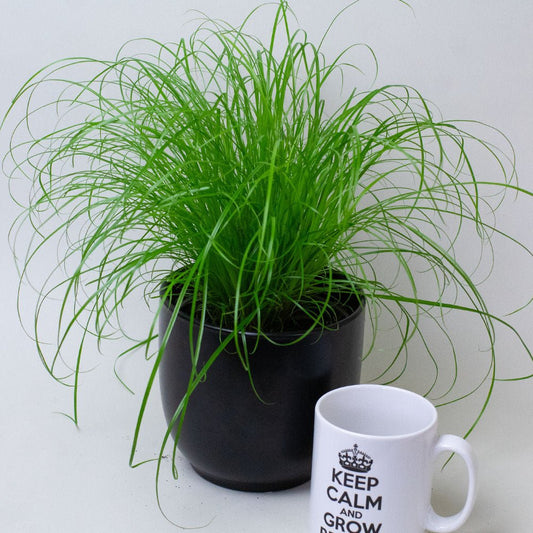 Potted cat grass plant next to a white mug with text on a light gray background