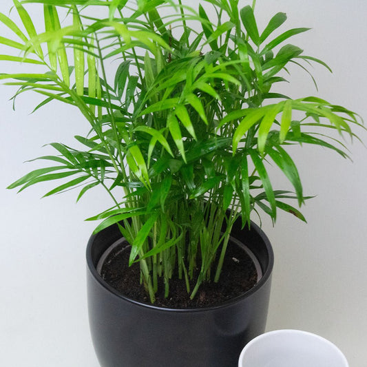 A close up of a Chamaedorea Elegans Parlour Palm.