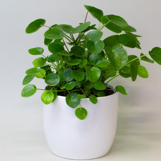 Chinese Money Plant Potted  with green leaves in a white pot on a light background