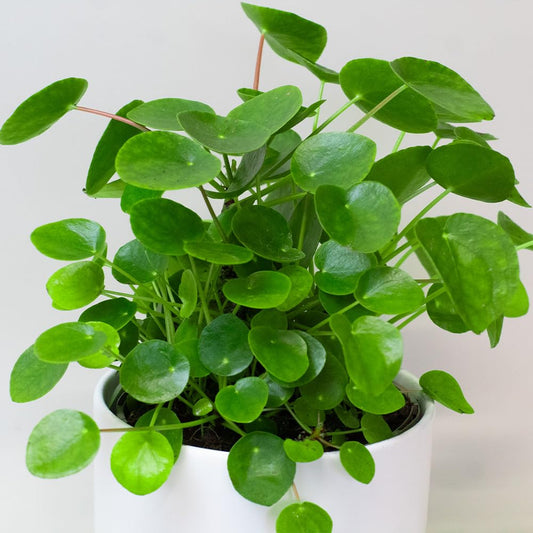 Chinese Money Plant Potted with round green leaves on a white background