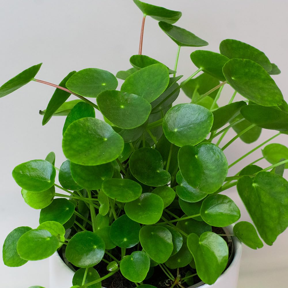 Chinese Money Plant with round green leaves on a plain background