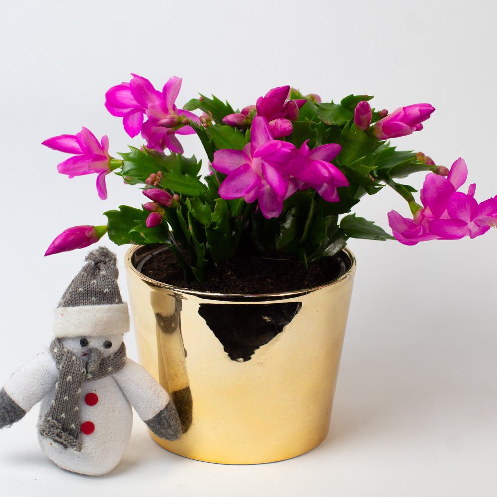 Potted Christmas cactus with purple flowers in a gold pot on a white background