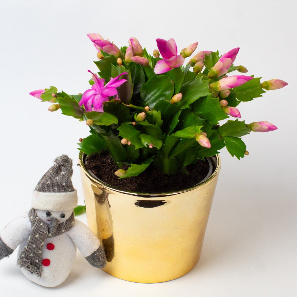 Potted Christmas cactus with pink flowers in a gold pot on a white background