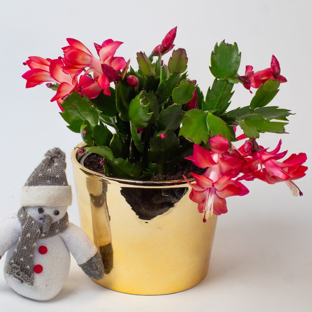 Christmas cactus red plant in a gold pot with a small snowman figurine on a white background