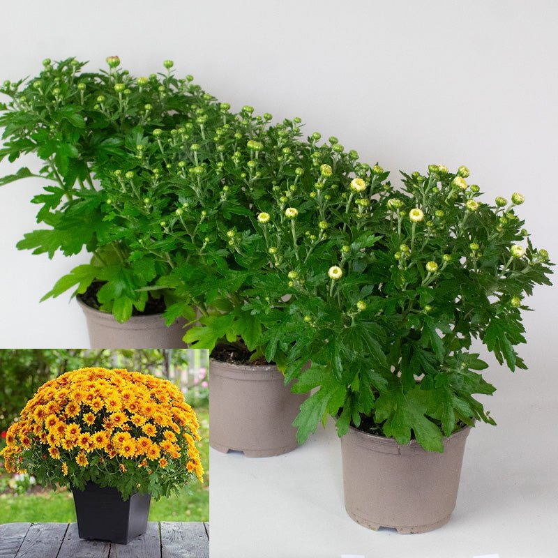 Potted chrysanthemum with green leaves and orange flowers on a white background