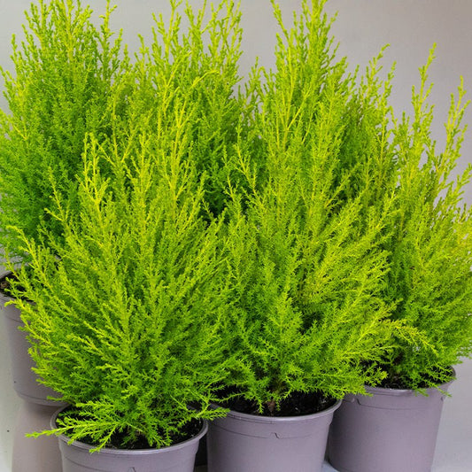 Three Conifer Goldcrest on a light grey background