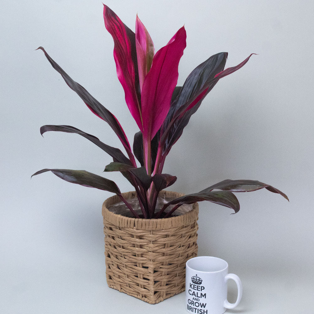 Potted Cordyline plant with purple leaves in a woven basket next to a white mug on a light gray background