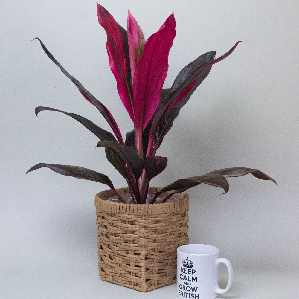 Potted cordyline plant with magenta leaves in a woven basket next to a white mug with text on a light gray background