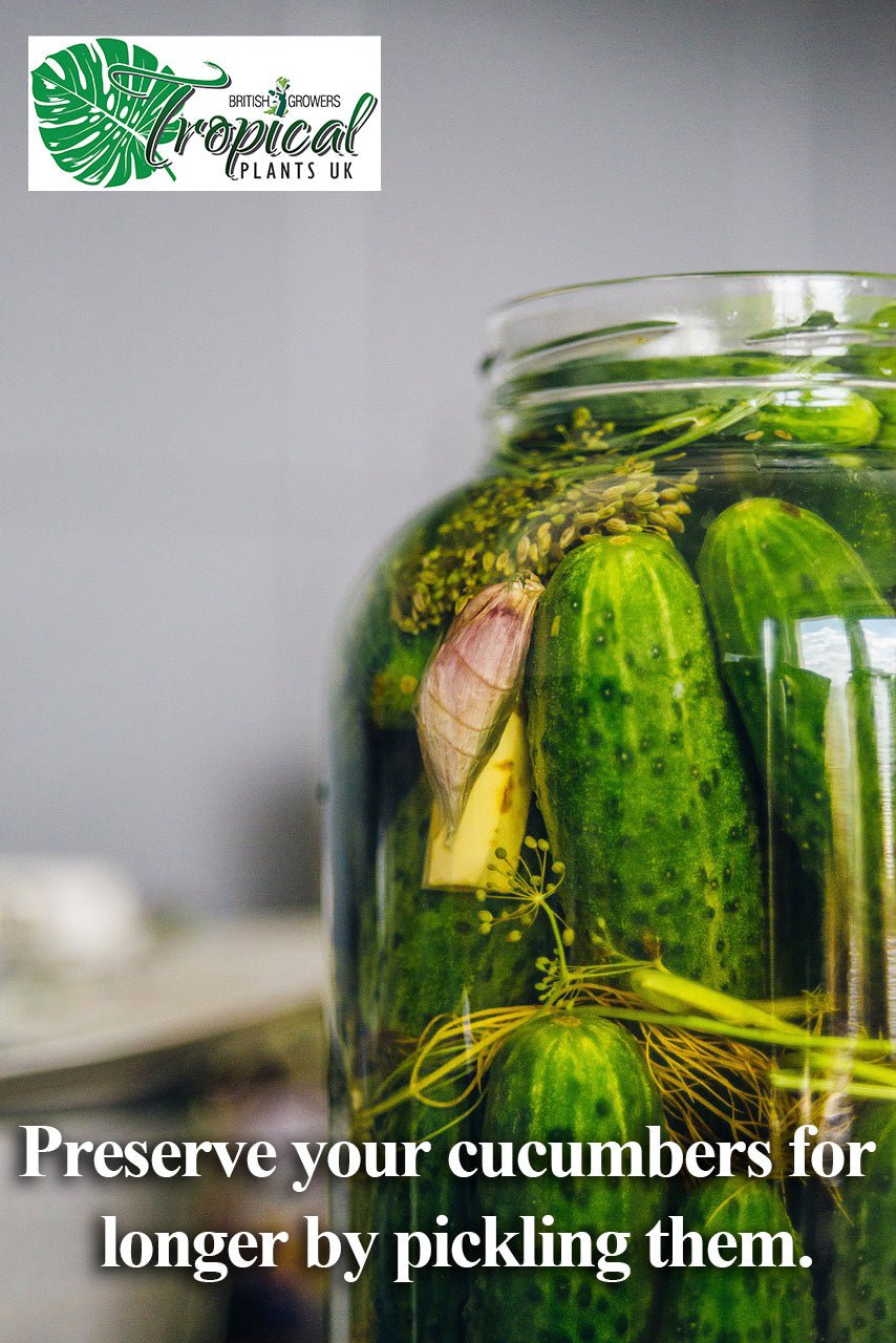 Pickled cucumbers preserved in a glass jar with herbs and spices, made from freshly harvested cucumber plants for long-term storage.