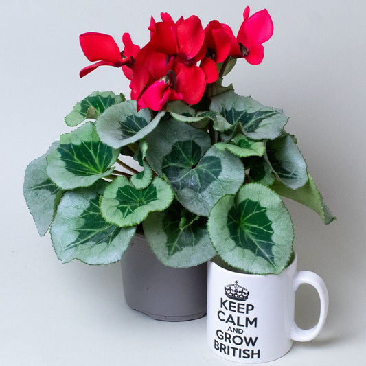 Cyclamen Plants with red flowers