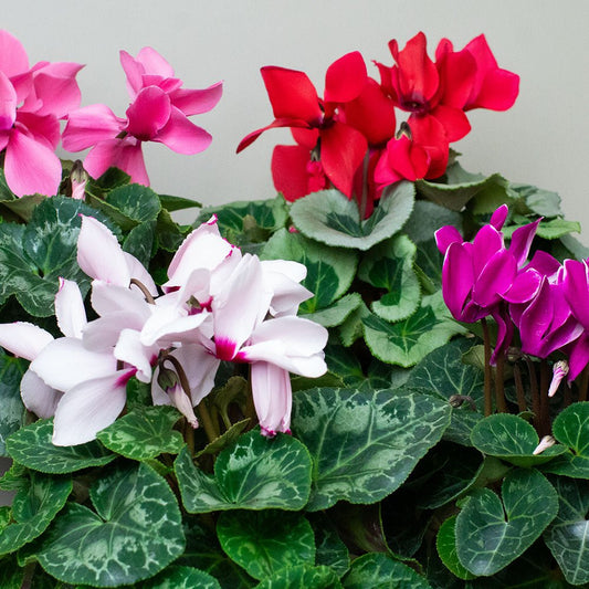 Cyclamen plants close up