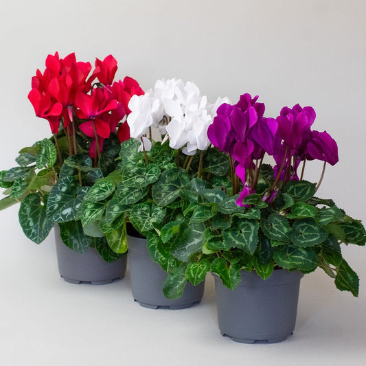 Three potted cyclamen plants with red, white, and purple flowers on a light gray background