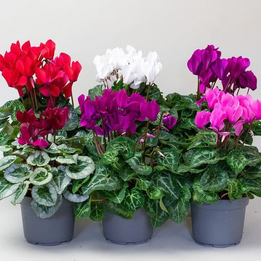 six potted cyclamen plants with red, white, and pink flowers on a light gray background.