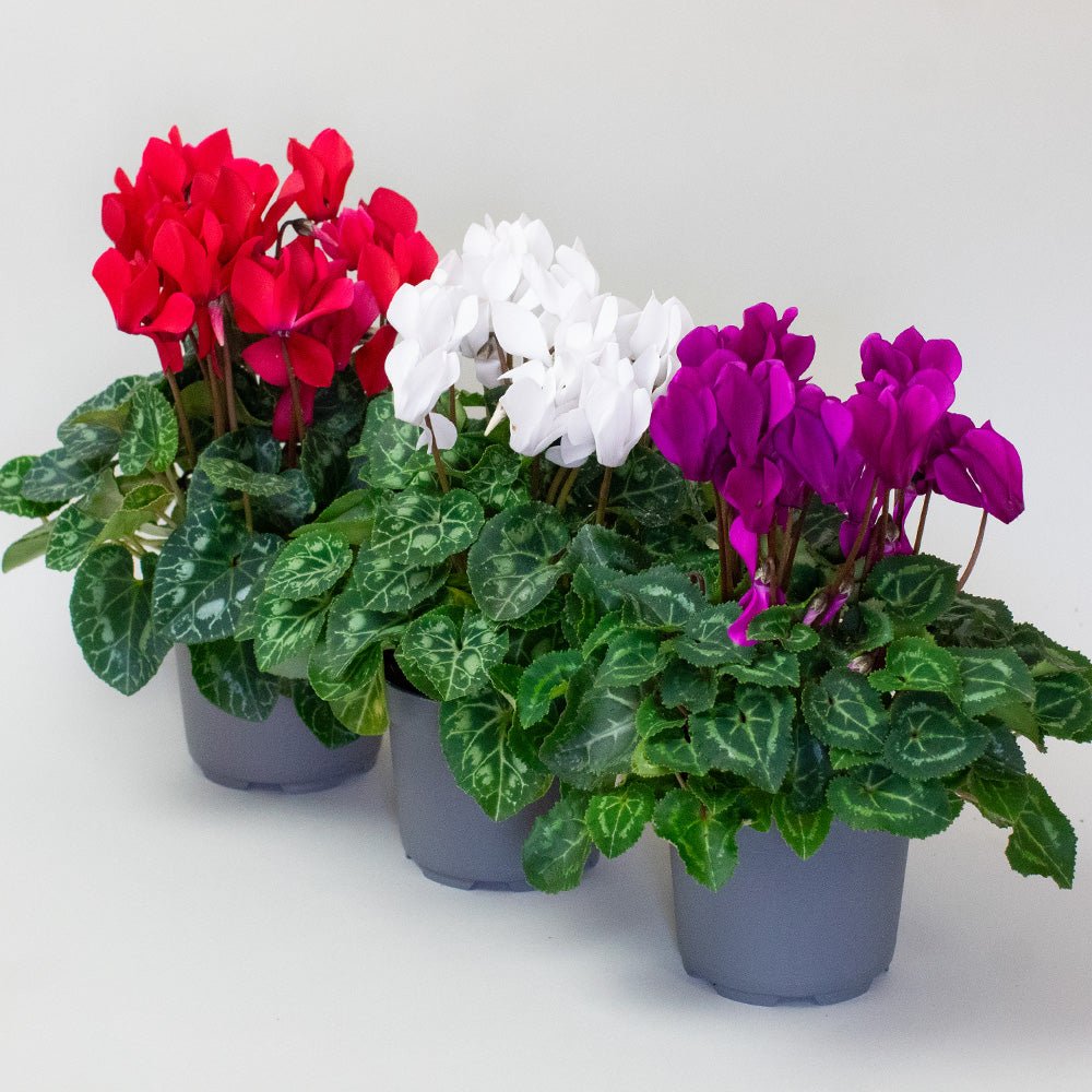Three potted cyclamen plants with red, white, and purple flowers on a light gray background