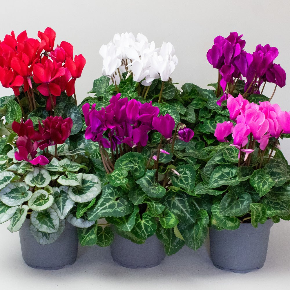 Potted cyclamen plants with red, white, purple, and pink flowers on a light gray background