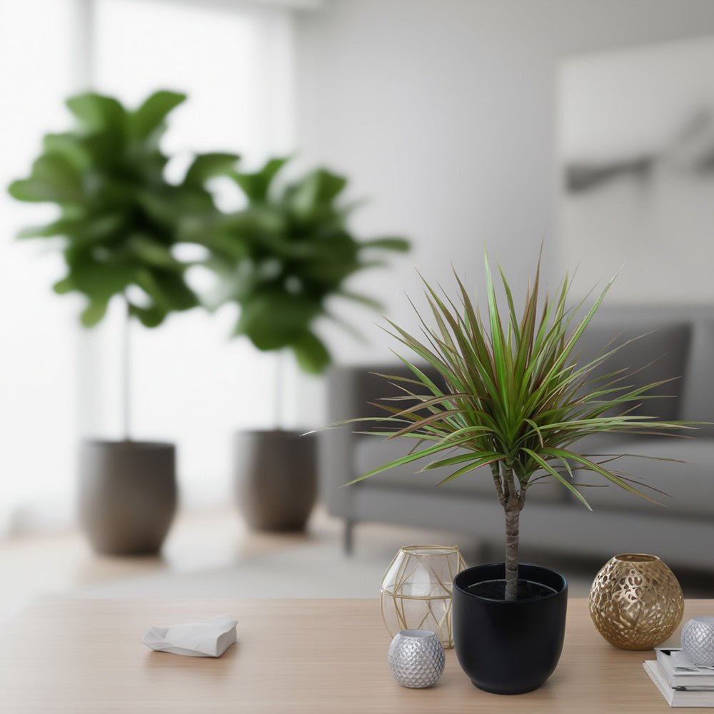Decorative Dracaena Dragon Plant Tricolour featuring its upright stem and multicoloured leaves in a living room.