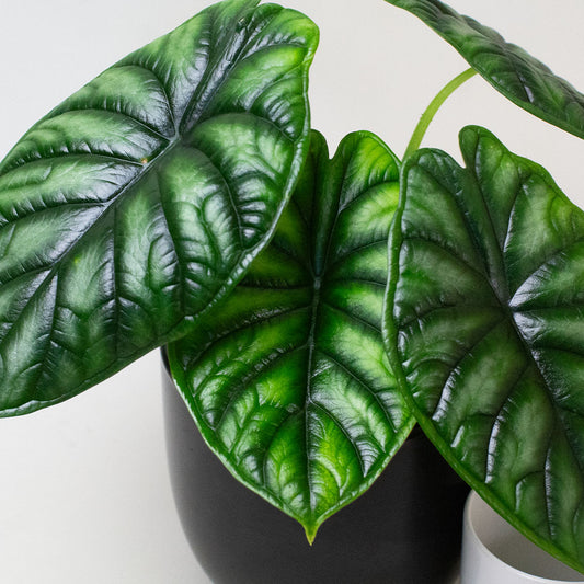 Close-up of Dragon Scale foliage with textured leaves