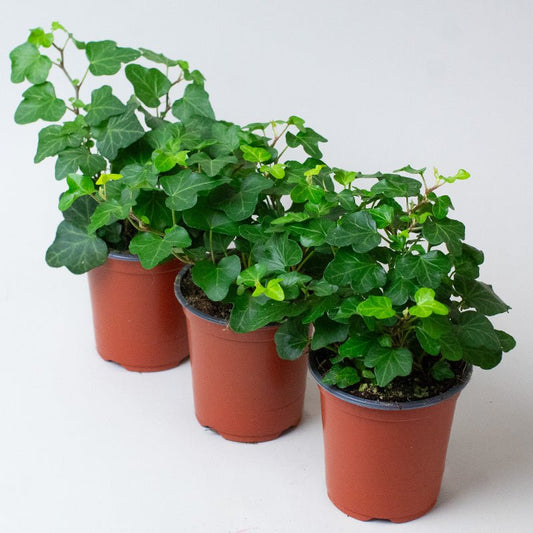 Three potted English Ivy Hedera Helix Green plants on a white background