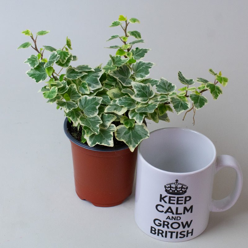 Potted English Ivy Hedera Helix Variegated plant next to a mug with 'Keep Calm and Grow British' text on a light background