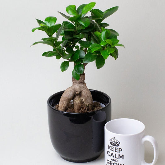Ficus Ginseng plant next to a mug with text on a light gray background