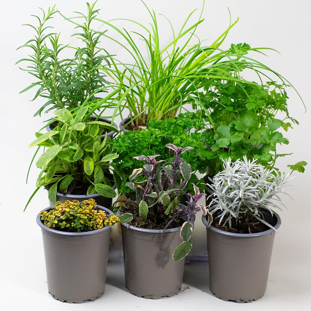 Collection of potted Herb Plants on a white background