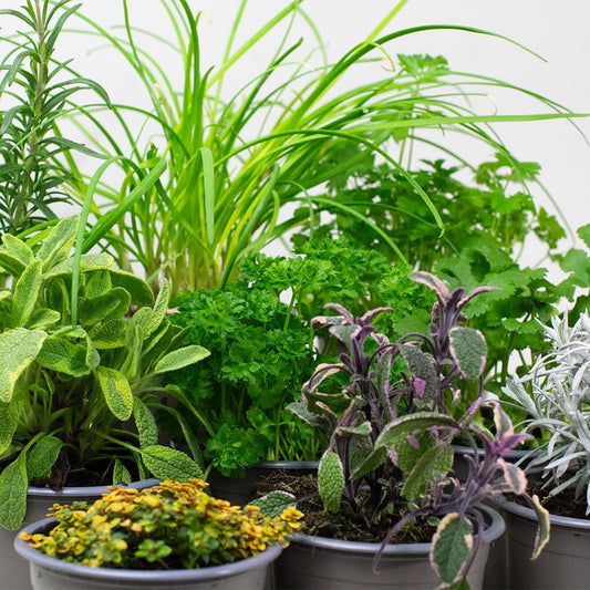 Collection of various potted herb plants with greenery and a white background
