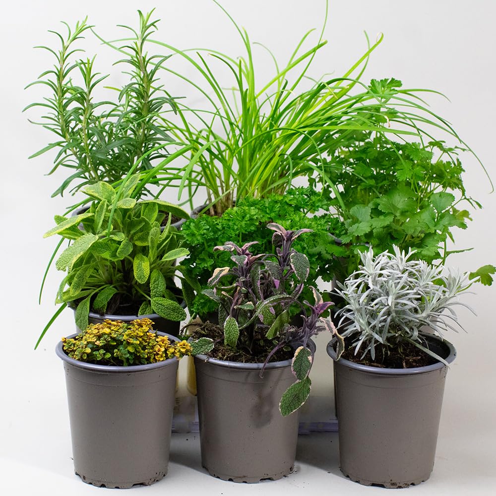 Collection of potted herb plants on a white background