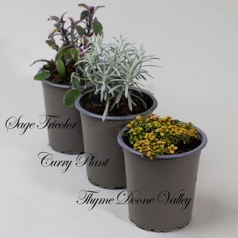 Three potted Herb Plants labeled 'Sage Tricolor', 'Curry Plant', and 'Thyme Doone Valley' on a white background.