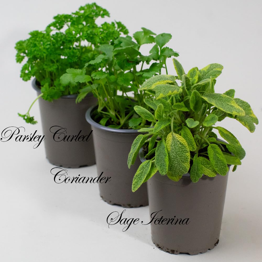 Three potted Herb Plants labeled 'Parsley Curled', 'Coriander', and 'Sage Icterina' on a white background.