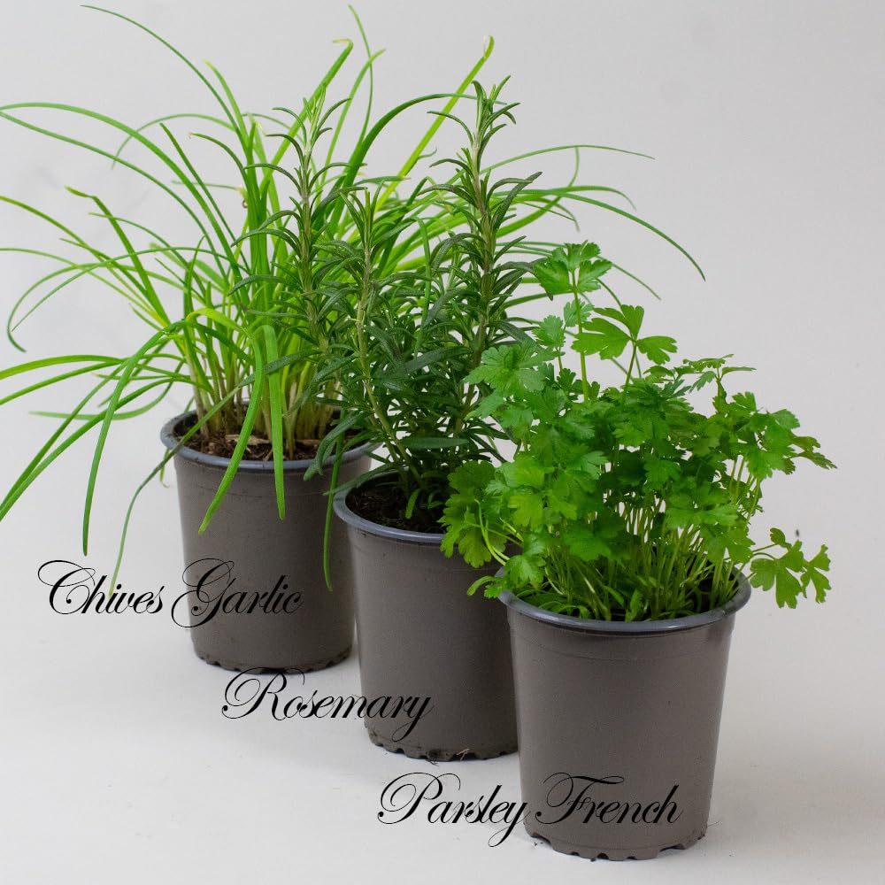 Three potted Herb Plants labeled 'Chives', 'Garlic', and 'Rosemary' on a white background.