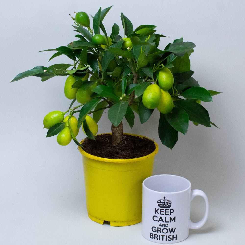 Lemon tree houseplant 25–40cm tall with multiple developing lemons.