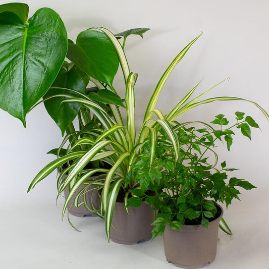 Three potted Low Light Indoor Plants mix on a white background
