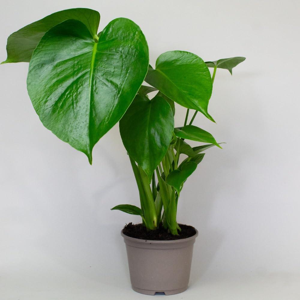 Potted monstera green plant on a white background Low Light Indoor Plants mix
