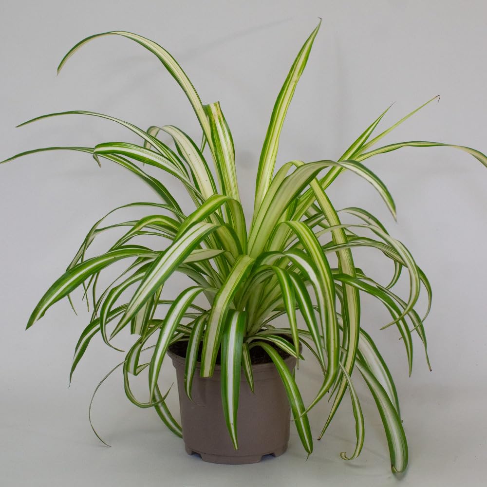 Potted spider plant with green and white striped leaves on a plain Low Light Indoor Plants mix background