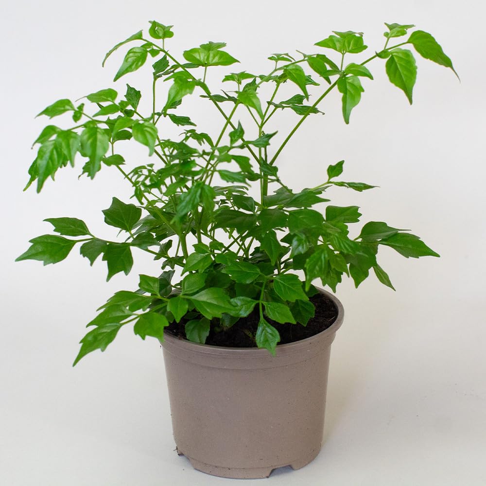 Potted plant with green leaves on a white background Low Light Indoor Plants mix