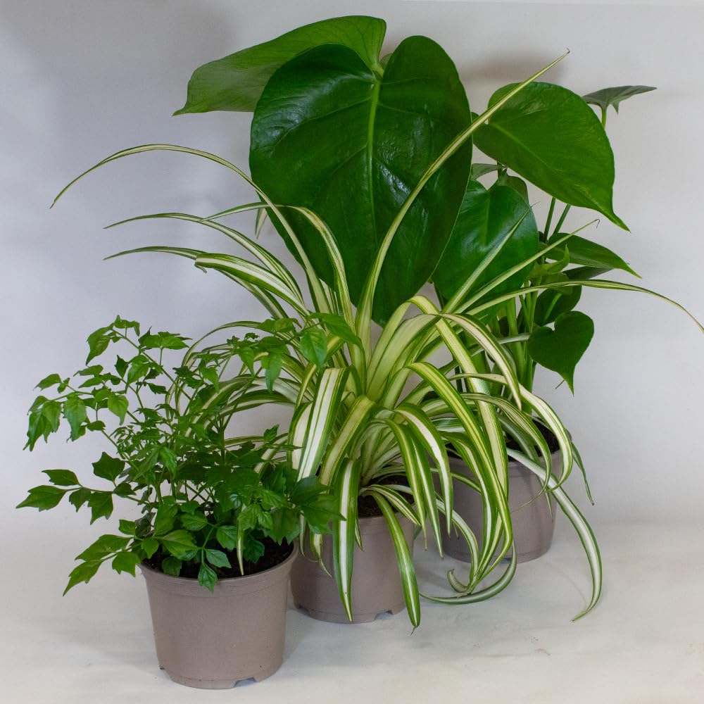 Three potted Low Light Indoor Plants mix on a white surface with a plain background