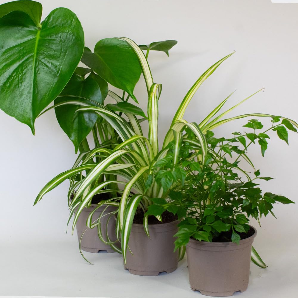 Three potted Low Light Indoor Plants mix on a white background