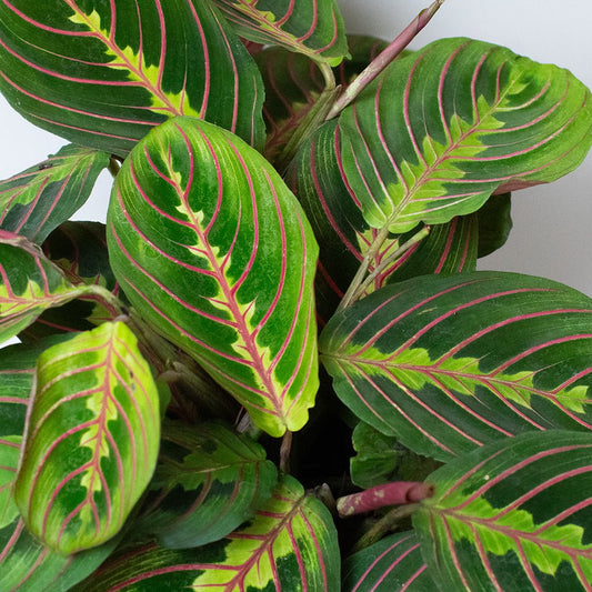 Close-up of a Maranta Prayer Plants with red and yellow veins on a white background